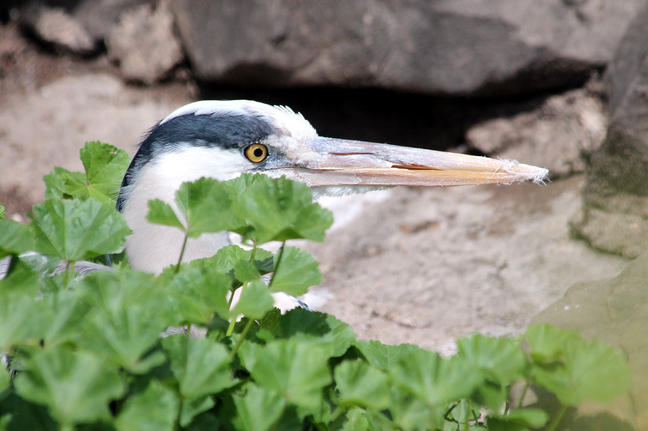 Heron,  Paukštis,  Pilkųjų Garnių,  Plunksnuočių Lenktynės,  Ne Žmogus,  Gyvūnija,  Pobūdį,  Gyvosios Gamtos,  Paukščiai,  Gyvūnas