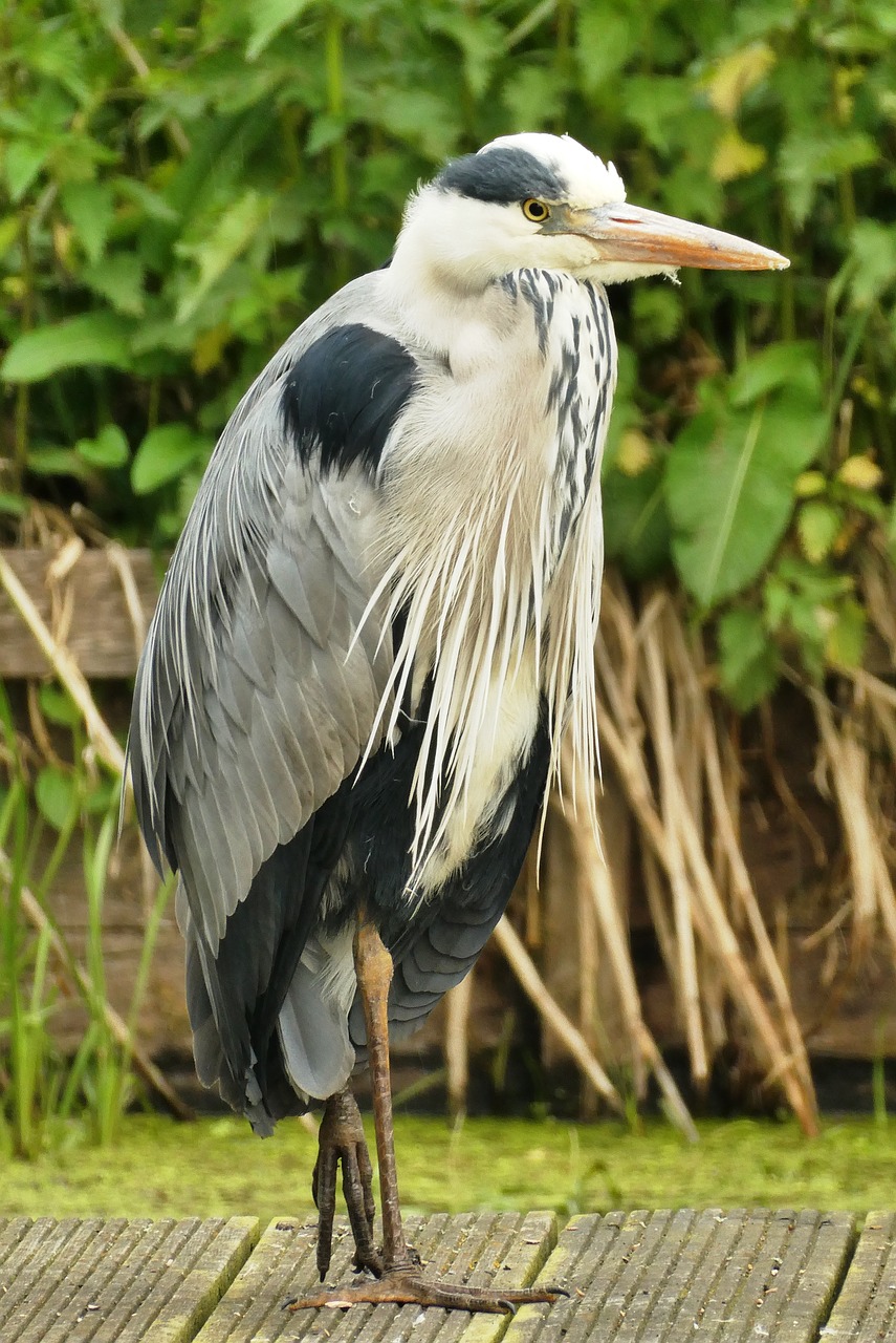 Heron,  Pobūdį,  Mėlyna Garnys,  Paukštis,  Snapas,  Sparnai,  Galva,  Tvenkinys, Nemokamos Nuotraukos,  Nemokama Licenzija