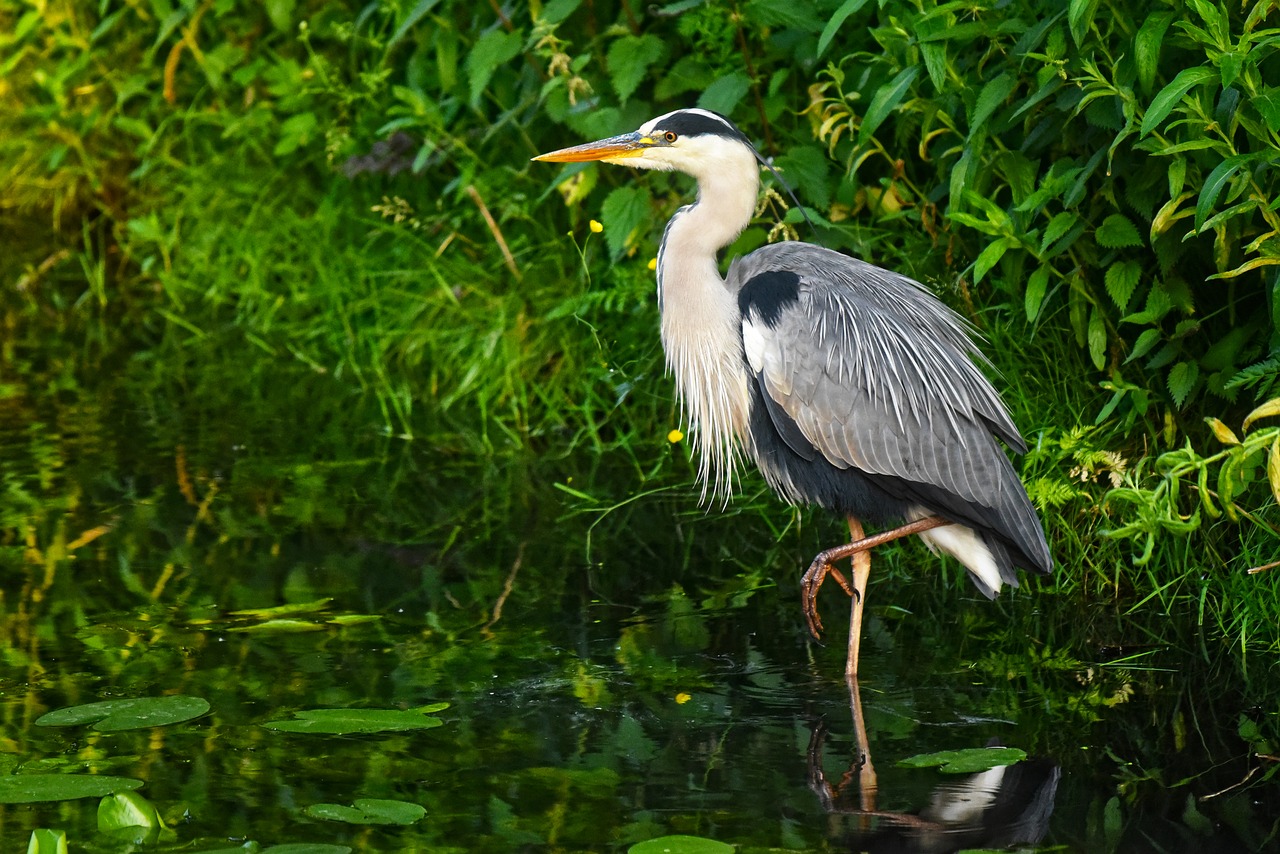 Heron,  Vandens Paukščių,  Paukštis,  Balinė Paukštis,  Plėšrusis Paukštis,  Pilkųjų Garnių,  Tvenkinys,  Nuolatinis,  Plunksnos,  Maksimumo