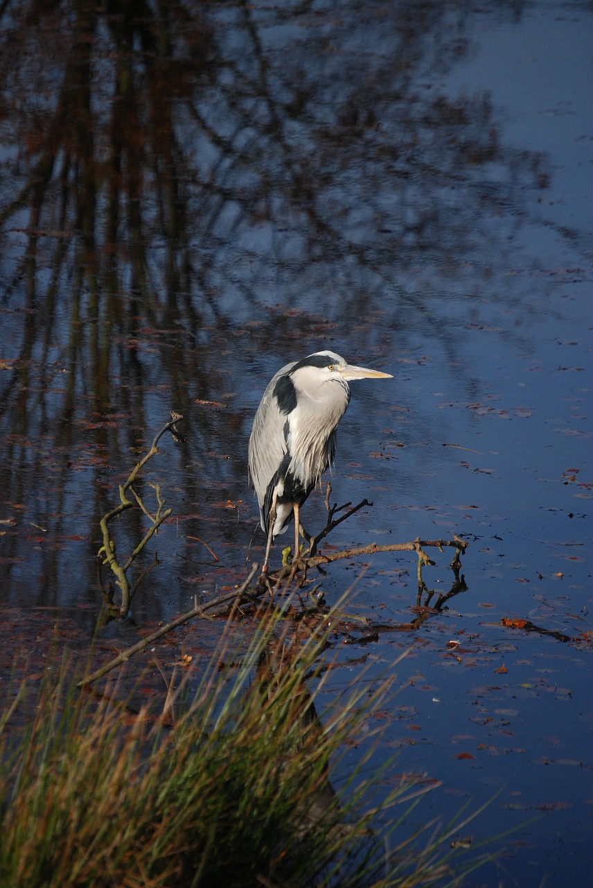 Heronas, Ardea Cinerea, Wader, Tvenkinys, Paukštis, Skristi, Sparnai, Plunksna, Laukinė Gamta, Snapas