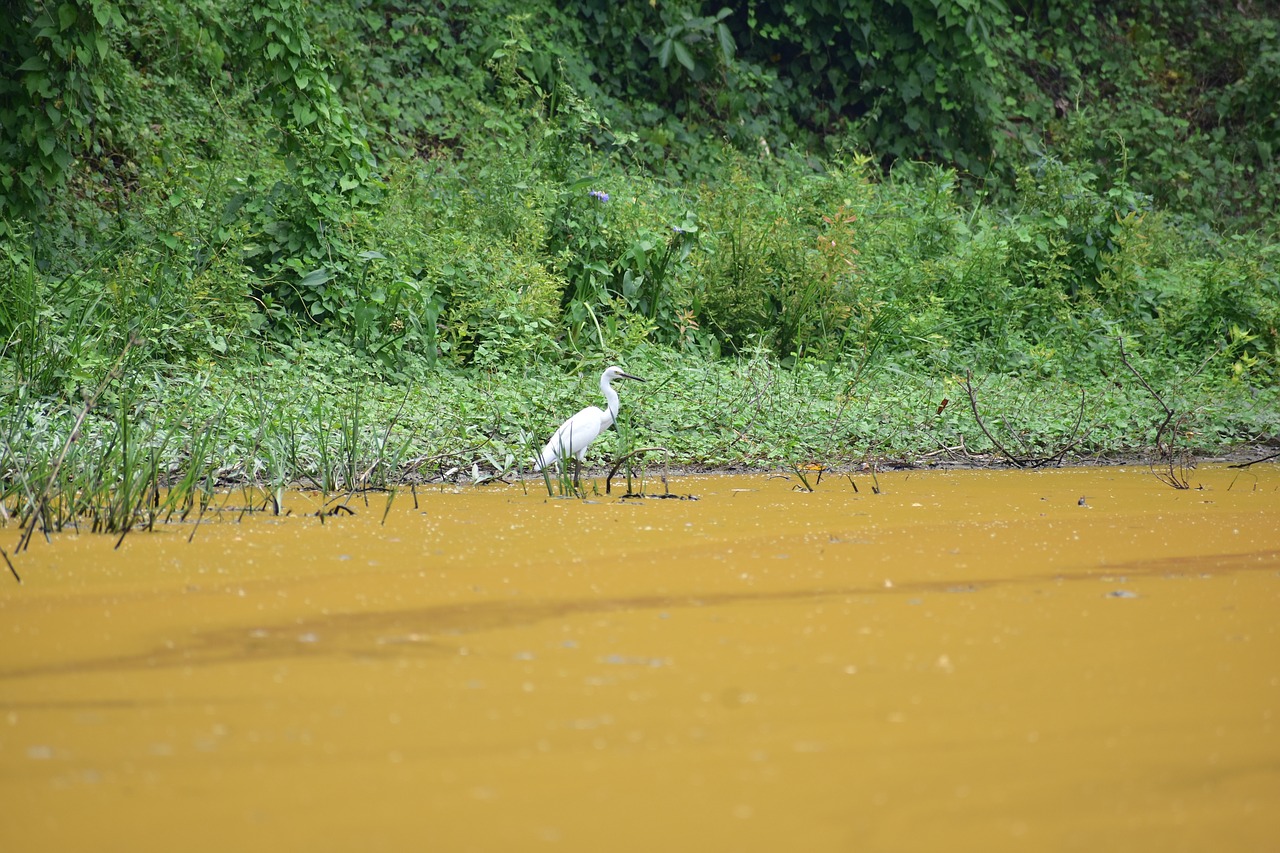 Heron,  Balta Paukščių,  Paukštis,  Gyvūnijos,  Tvenkinys,  Ežeras,  Miškas,  Žvejybos,  Indija, Nemokamos Nuotraukos