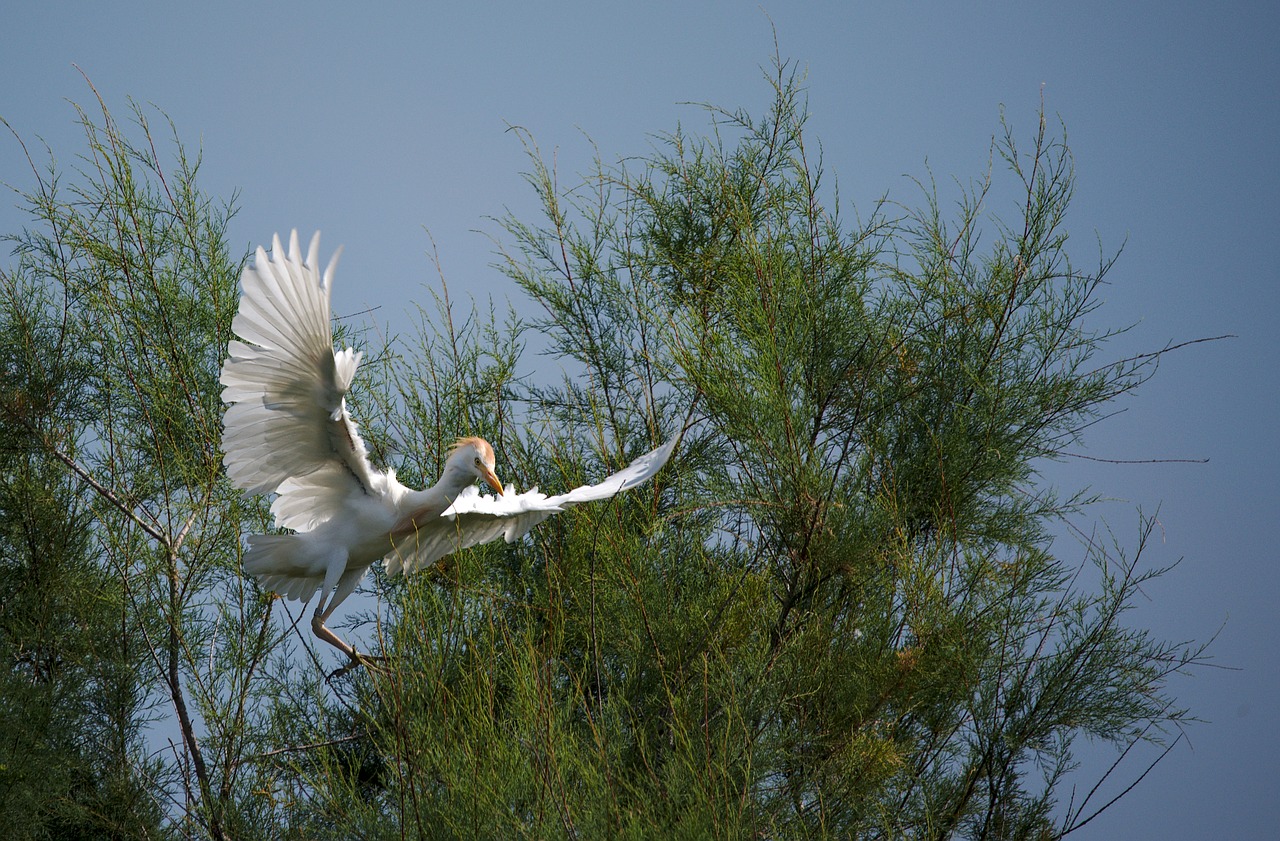 Heron,  Apsauga Jautiena,  Camargue,  Paukštis,  Skraidantis, Nemokamos Nuotraukos,  Nemokama Licenzija