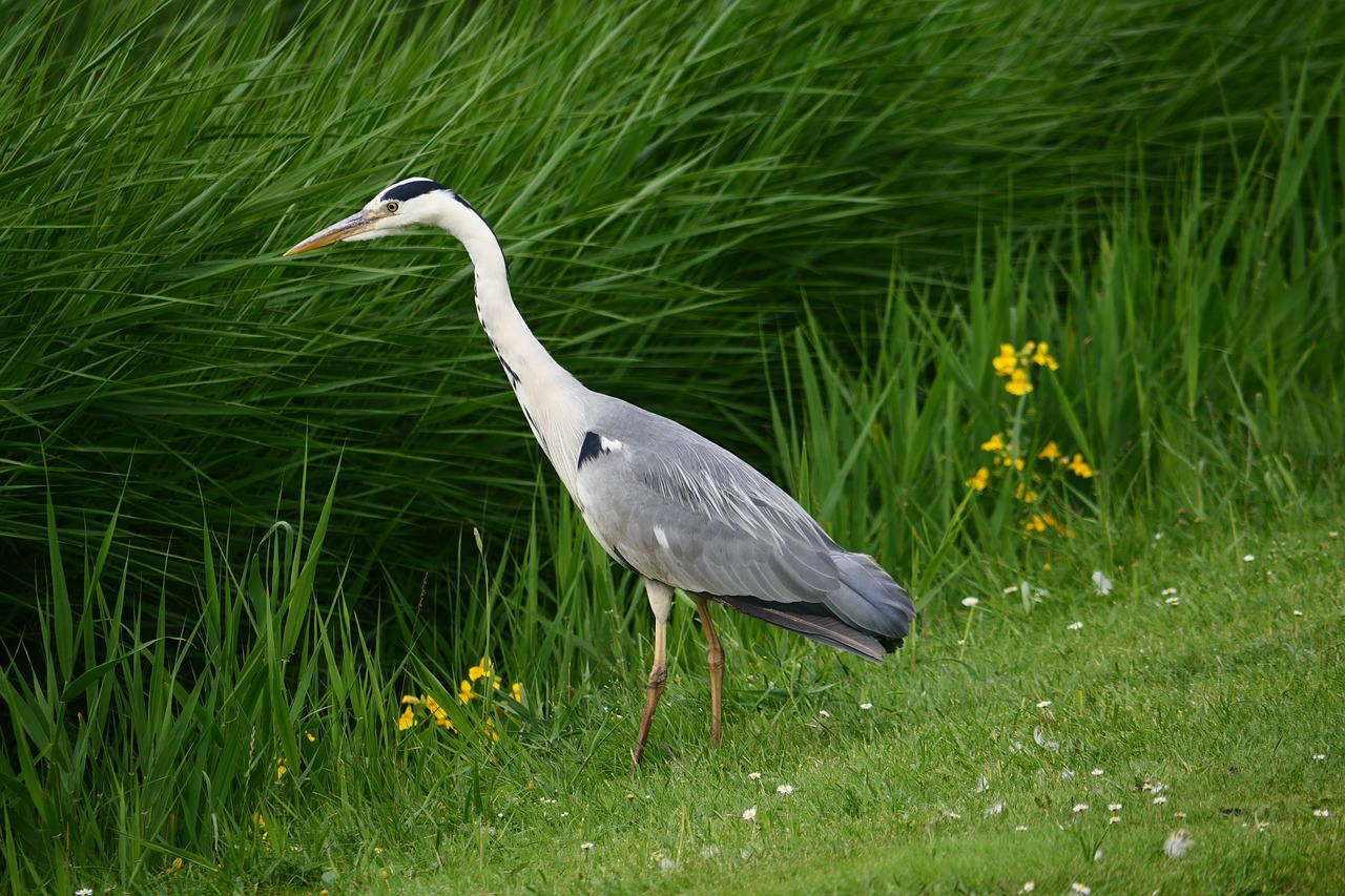 Heron,  Žuvis,  Paukštis,  Pobūdį,  Vandens,  Skraidantis,  Gyvūnas,  Jūra,  Ežeras,  Bill