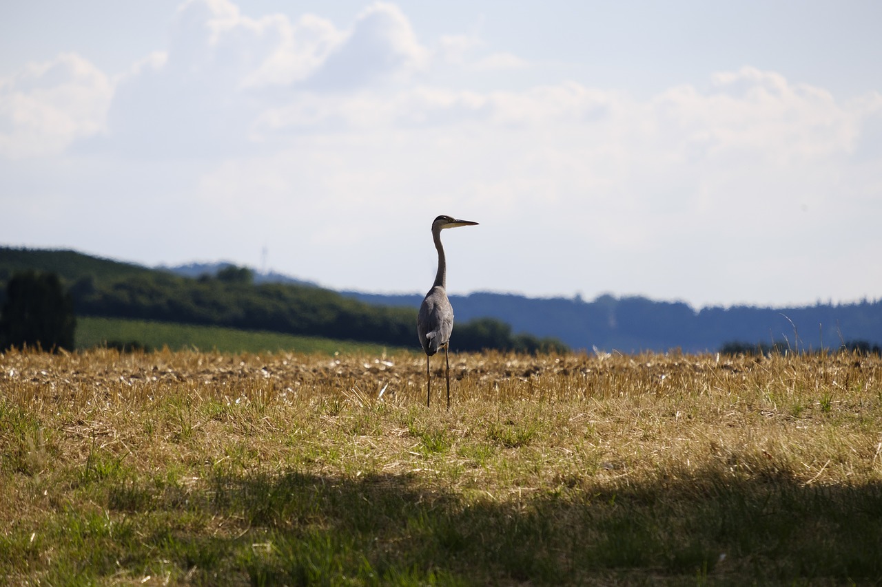 Heron,  Pilkųjų Garnių,  Paukštis,  Rytų,  Vanduo Paukštis,  Laukinių,  Laisvas,  Gamta, Nemokamos Nuotraukos,  Nemokama Licenzija