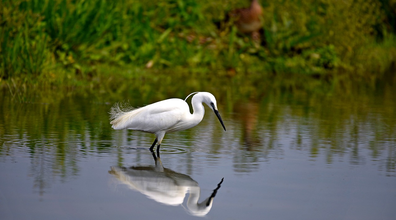 Heron,  Vandens,  Paukštis,  Pobūdį,  Plunksnos,  Plunksna,  Garnys,  Snapas,  Pelkė,  Ežeras