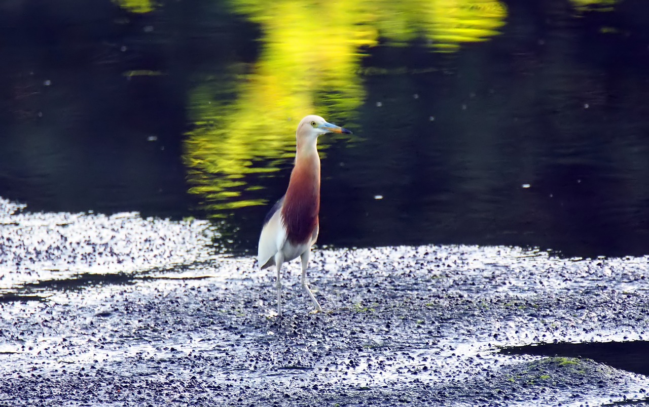 Heron,  Laukinių,  Gyvūnijos,  Paukštis,  Gyvūnas,  Natūralus,  Pobūdį,  Paukščių,  Lauke,  Šlapias