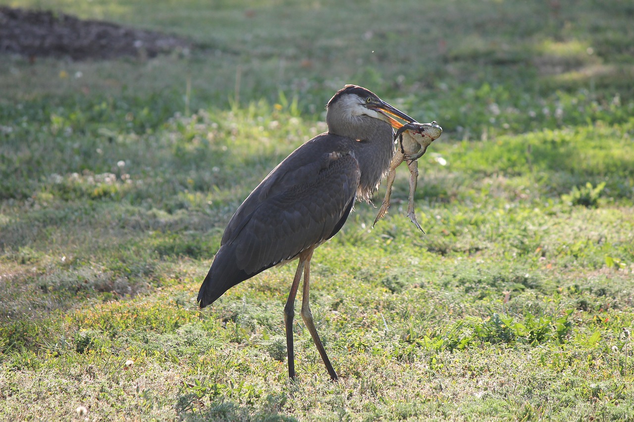 Heron,  Bullfrog,  Mėlyna Garnys,  Pietūs,  Predator,  Pobūdį,  Maisto,  Plunksnų,  Gyvūnijos,  Nuolatinis