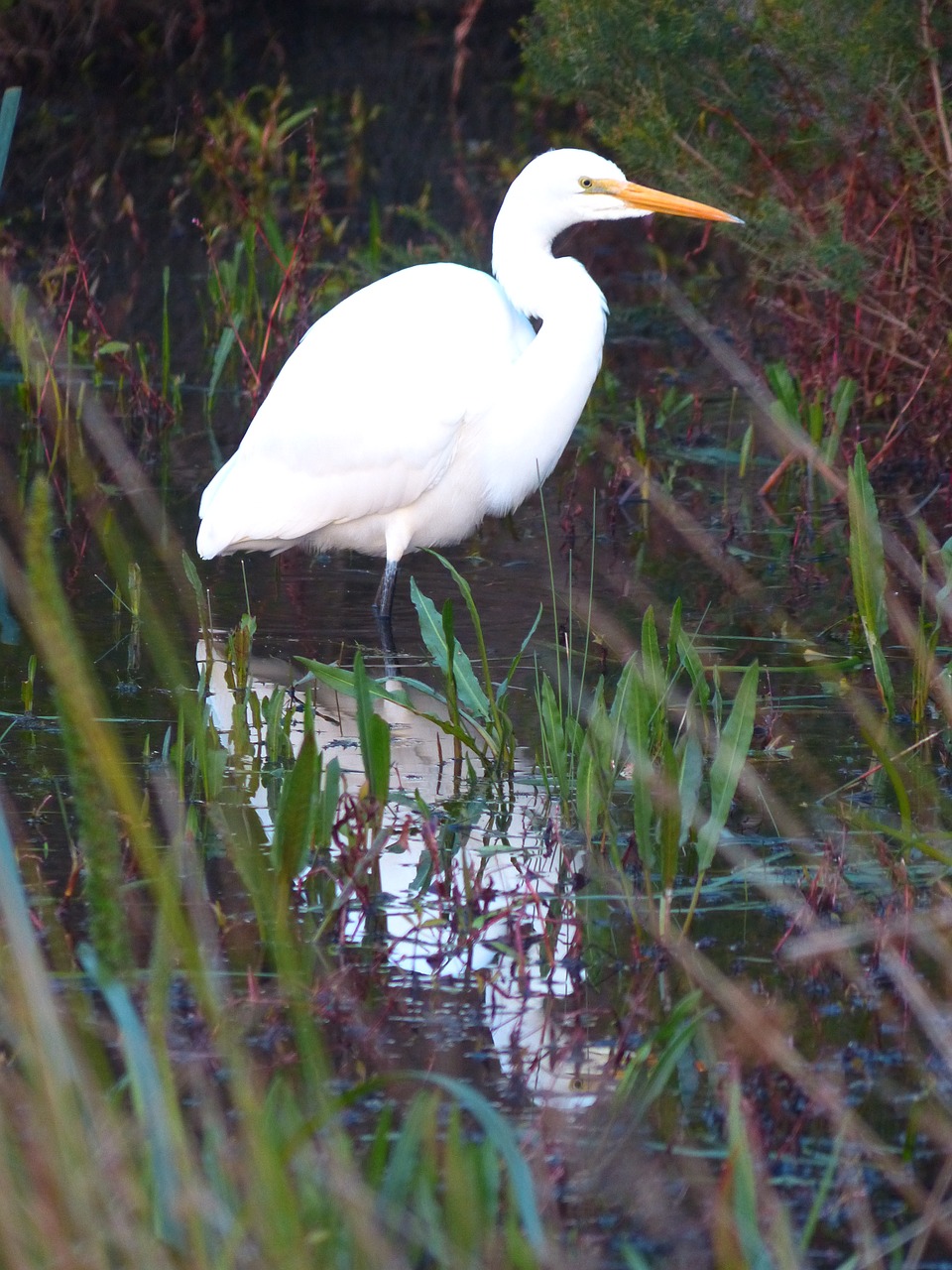 Heron,  Paukštis,  Didysis Baltasis Garnys, Nemokamos Nuotraukos,  Nemokama Licenzija