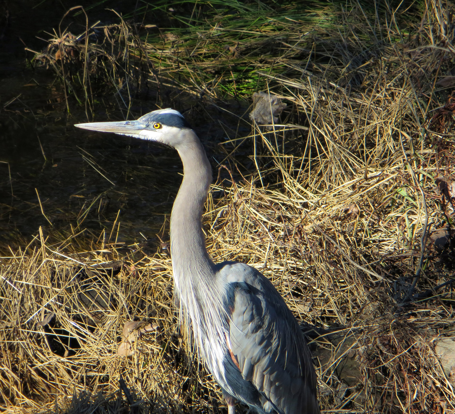 Heronas,  Vanduo & Nbsp,  Paukštis,  Pelkės,  Pelkė,  Paukštis,  Heron 609, Nemokamos Nuotraukos,  Nemokama Licenzija