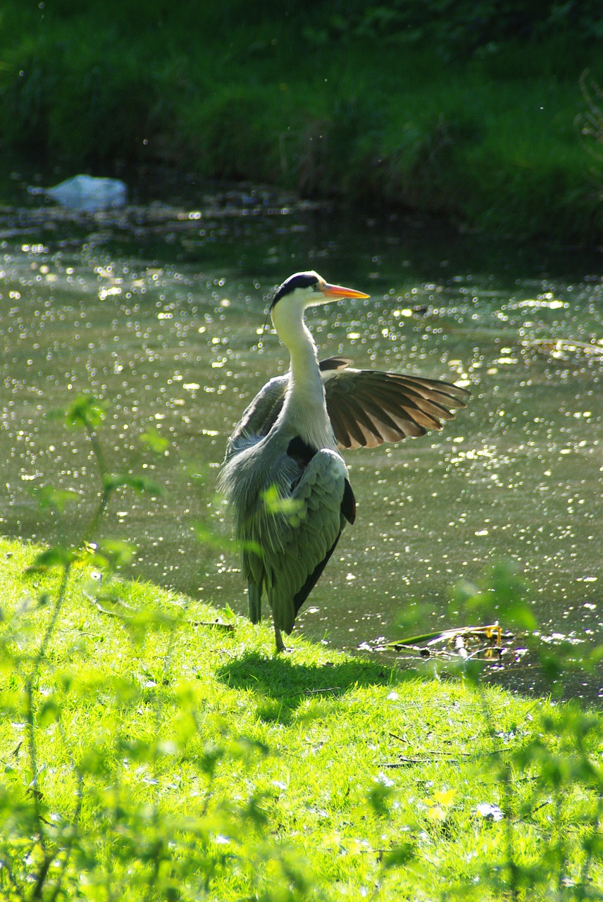 Heronas, Preening, Thamesmead, Paukštis, Vanduo, Žvejyba, Gamta, Laukinė Gamta, Ežeras, Gyvūnas