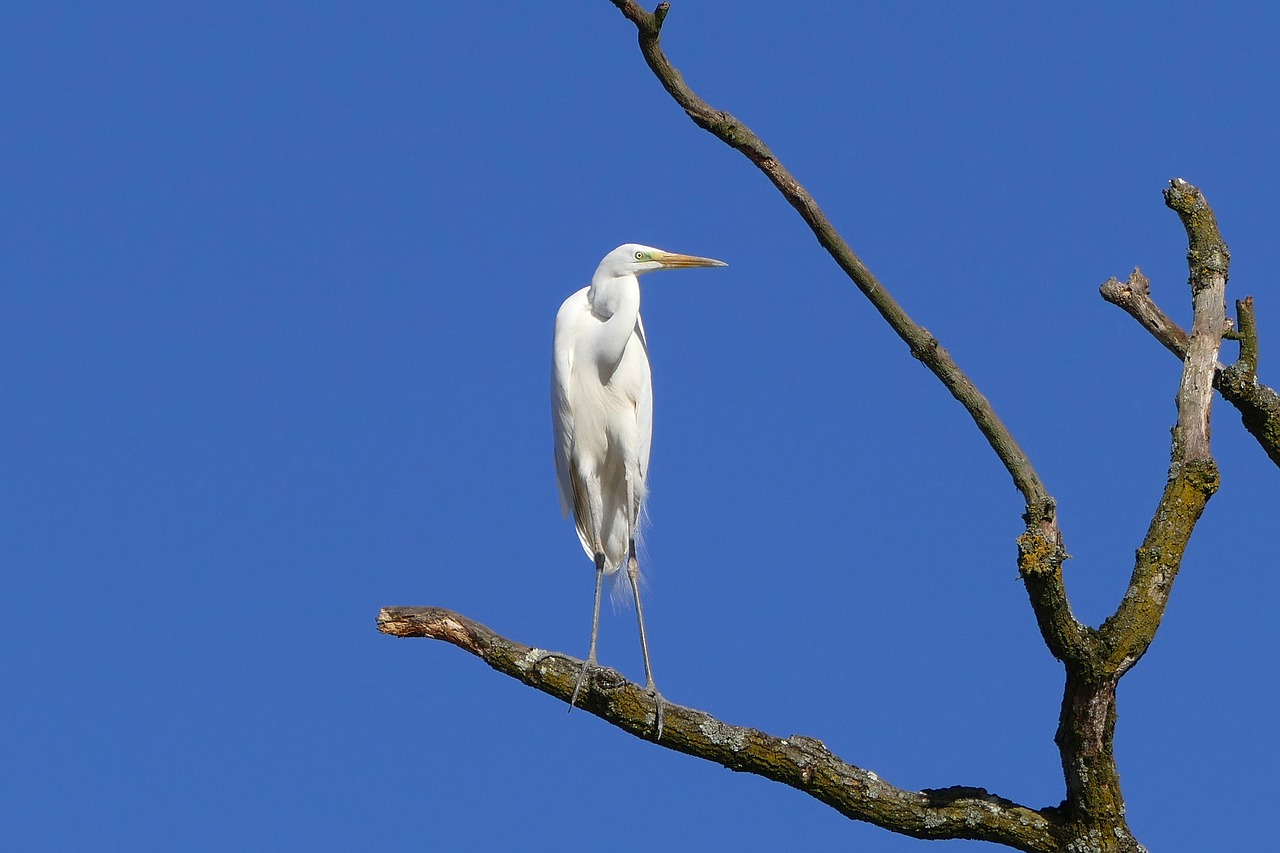 Heronas, Paukštis, Paukščiai, Egret, Sąskaitą, Vandens Paukštis, Upė, Skristi, Gamta, Padaras