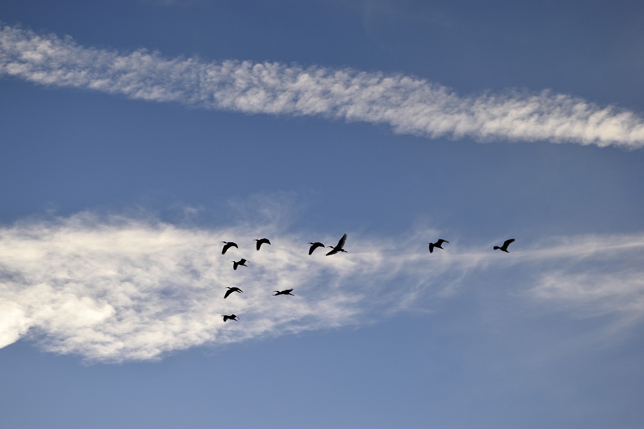 Heronai, Paukščiai, Egrets, Laukinė Gamta, Atogrąžų, Vandens Paukštis, Gyvūnai, Kraštovaizdis, Ilgalaikiai Mokėjimai, Paukščiai