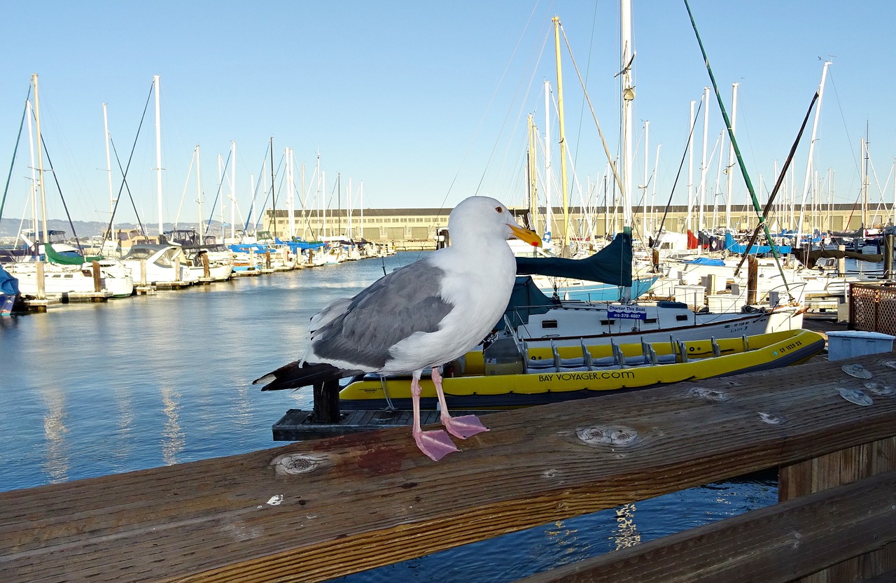 Silkių Paukščiai, Amerikietis, Larus Smithsonianus, Kalifornija, Kajakas, Kepuraitė, Prieplauka, San Franciskas, Įlanka, Usa