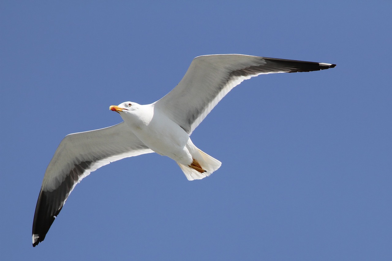 Silkių Paukščiai, Larus Argentatus, Seevogel, Jūra, Didelis Kelis, Rūšis, Paukštis, Nemokamos Nuotraukos,  Nemokama Licenzija