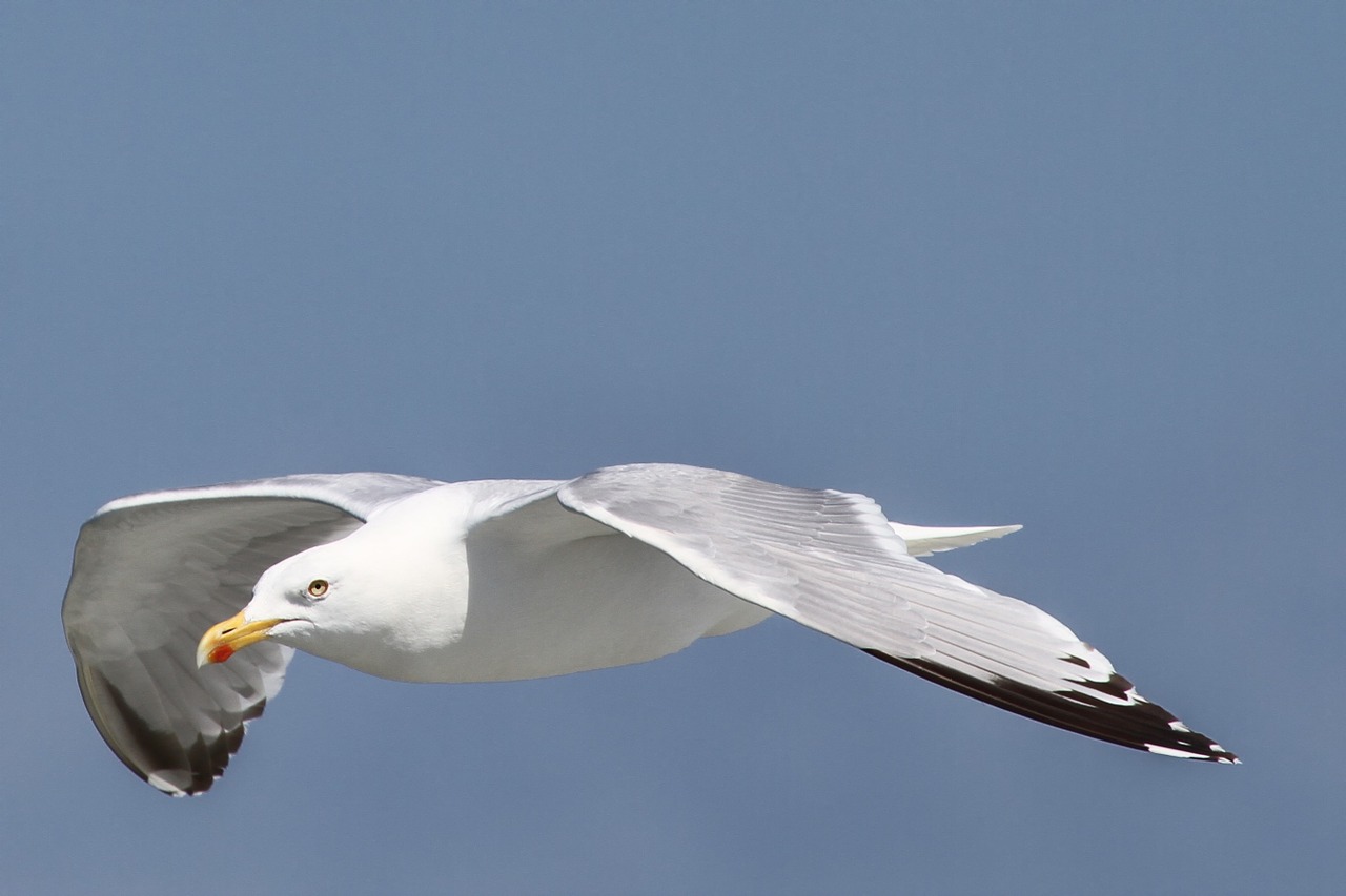 Silkių Paukščiai, Larus Argentatus, Seevogel, Jūra, Didelis Kelis, Rūšis, Paukštis, Nemokamos Nuotraukos,  Nemokama Licenzija