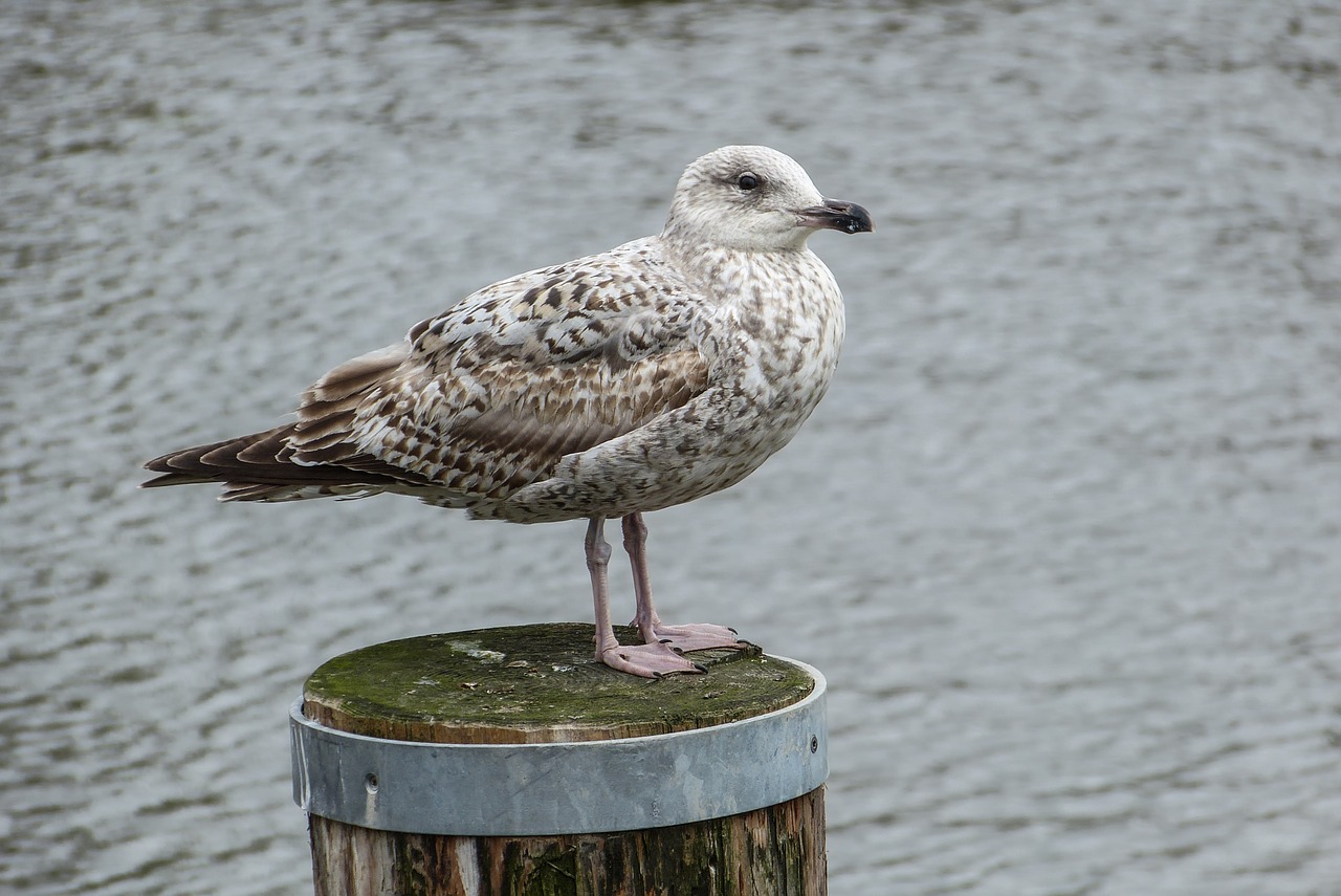 Silkių Paukščiai, Jungmöwe, Larus Argentatus, Seevogel, Jūra, Didelis Kelis, Rūšis, Paukštis, Nemokamos Nuotraukos,  Nemokama Licenzija