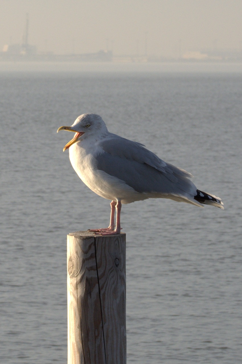 Silkių Paukščiai, Kajakas, Larus, Paukštis, Laridae, Šiaurės Jūra, Seevogel, Gyvūnas, Jūra, Rūšis