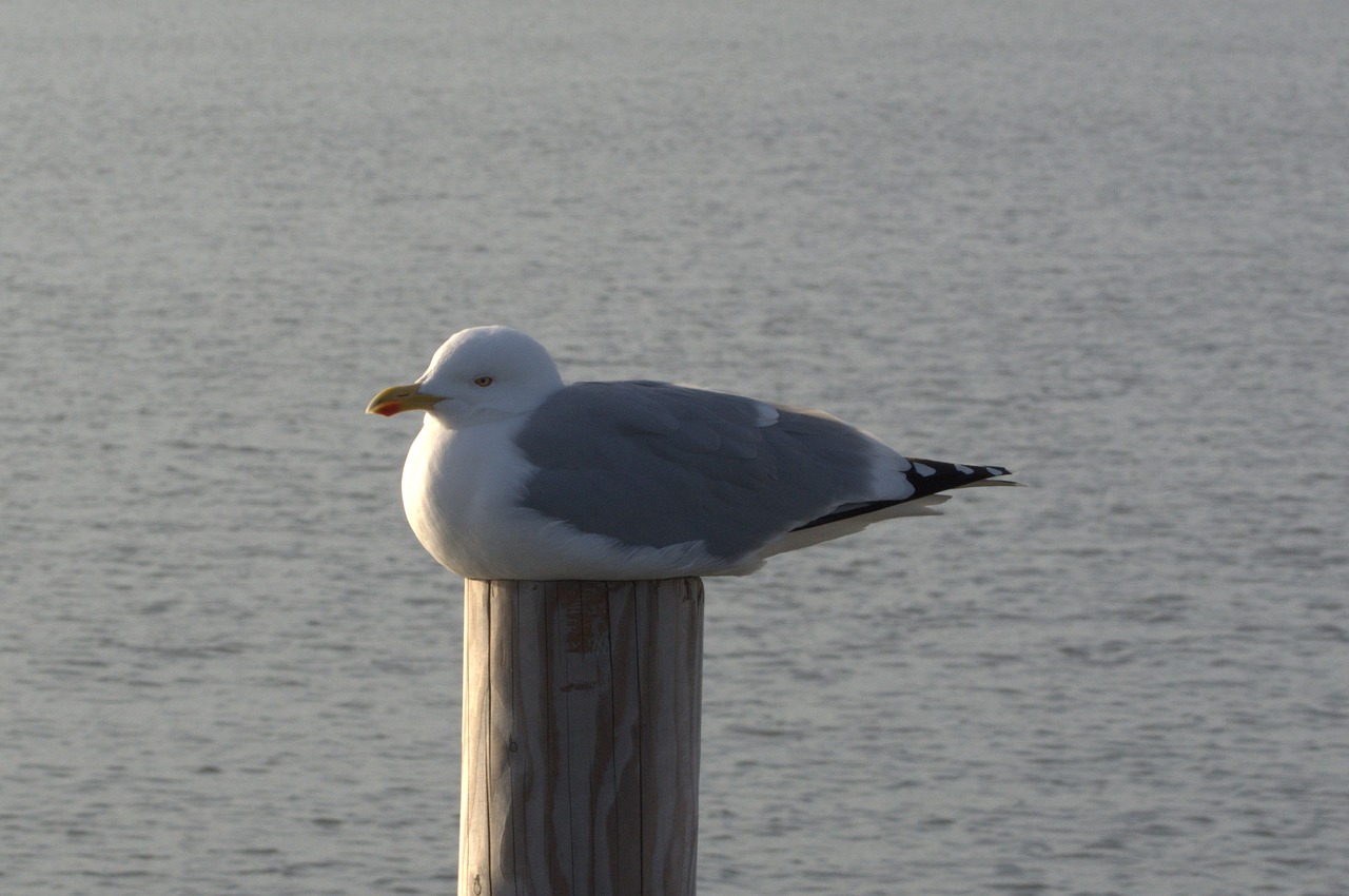 Silkių Paukščiai, Kajakas, Larus, Paukštis, Laridae, Šiaurės Jūra, Seevogel, Gyvūnas, Jūra, Rūšis