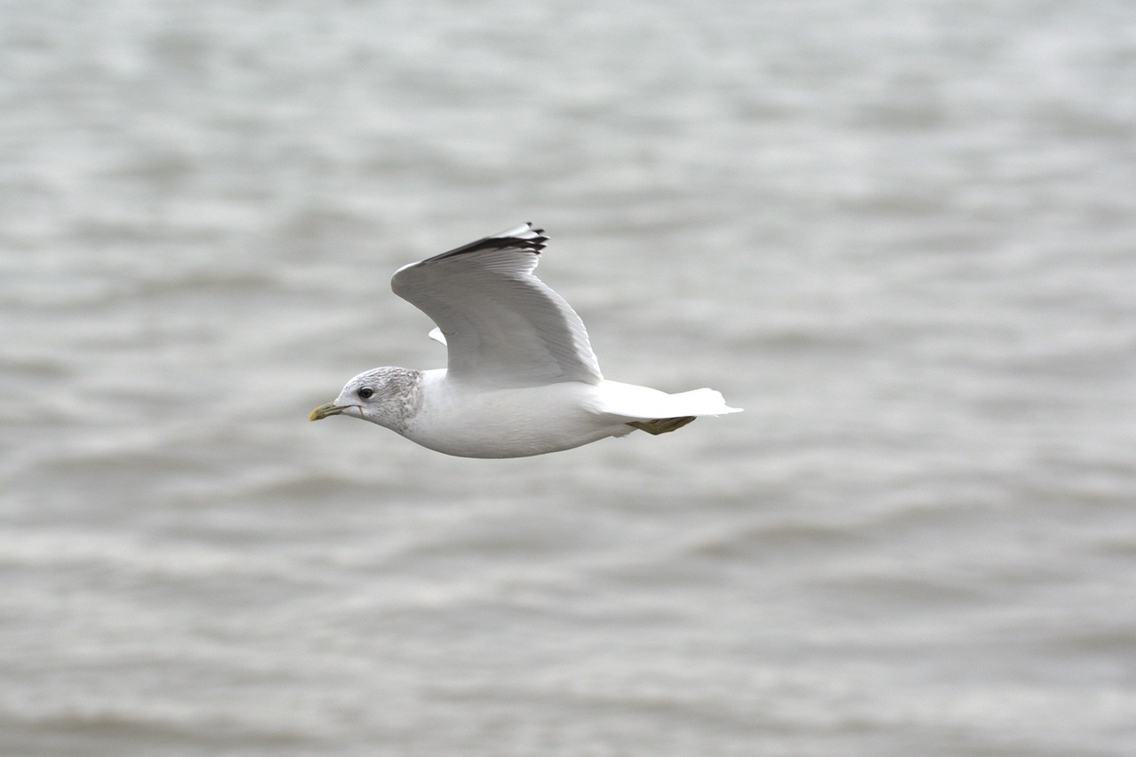 Silkių Paukščiai, Kajakas, Larus, Paukštis, Laridae, Šiaurės Jūra, Seevogel, Gyvūnas, Jūra, Rūšis