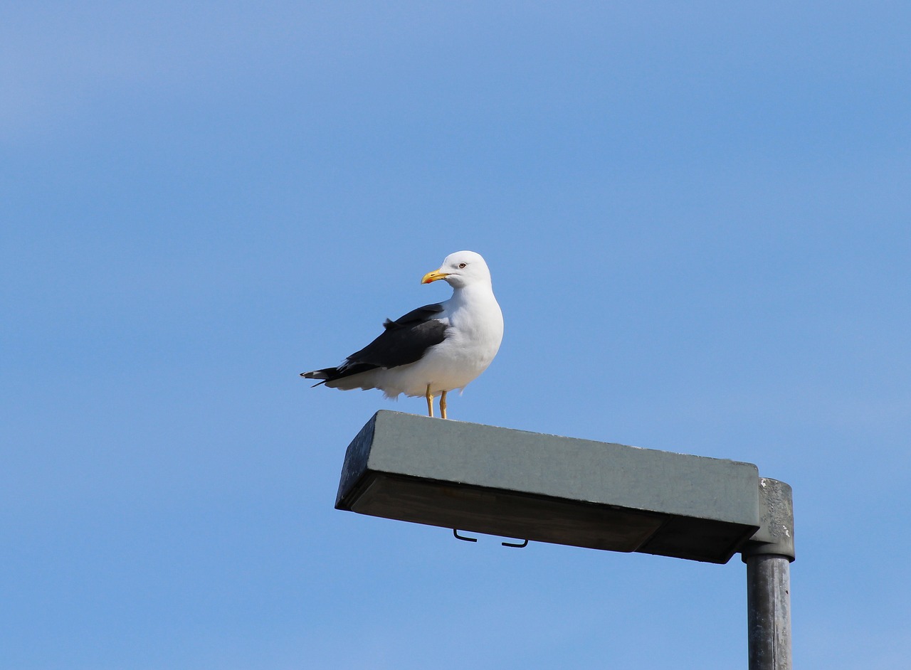 Silkių Paukščiai, Larus Argentatus, Kaukolės, Rūšis, Didelis Kelis, Gyvūnas, Nemokamos Nuotraukos,  Nemokama Licenzija