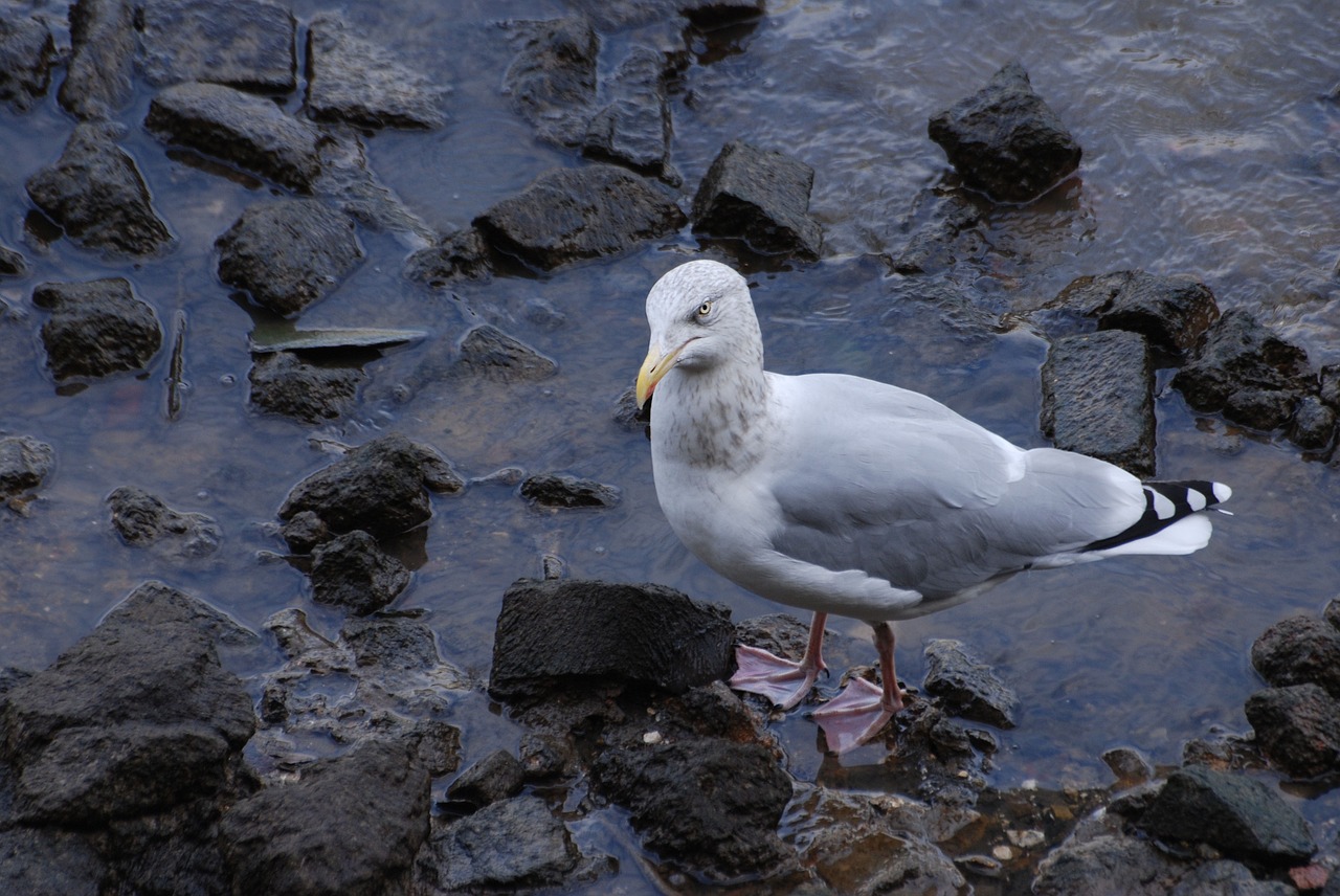 Silkių Paukščiai, Larus Argentatus, Kranto Linija, Kajakas, Paukštis, Skristi, Sparnai, Plunksna, Laukinė Gamta, Snapas