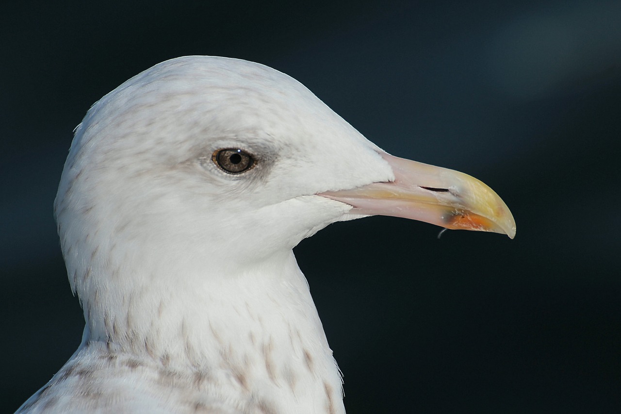 Silkių Paukščiai, Larus Argentatus, Laridae, Kaukolės, Gyvūnas, Grossmoeve, Seevogel, Nemokamos Nuotraukos,  Nemokama Licenzija