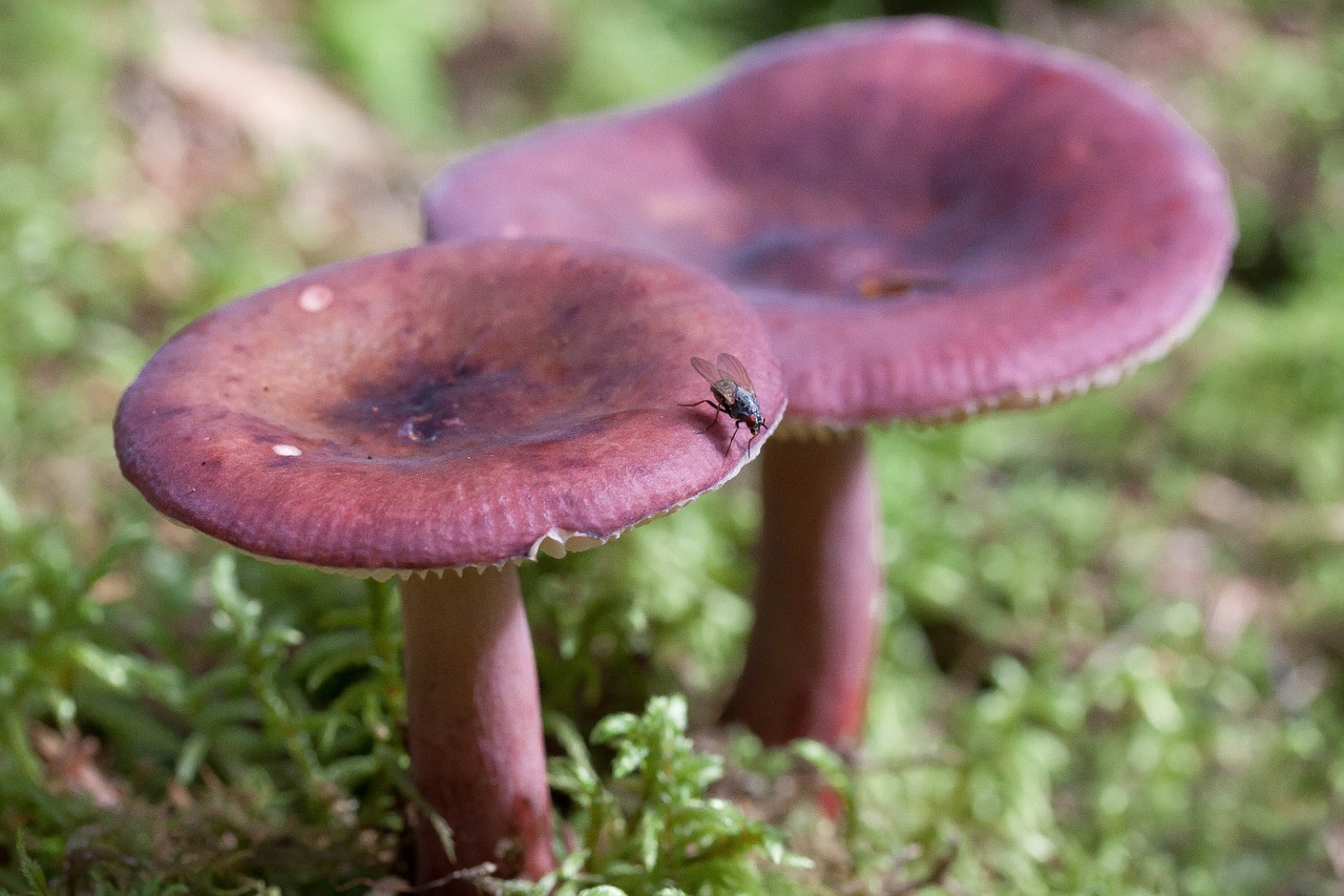 Silkės Russula, Violetinė, Išlenktas, Viduryje, Depresija, Lamellar, Stiebas, Grybai, Valgomieji, Skristi