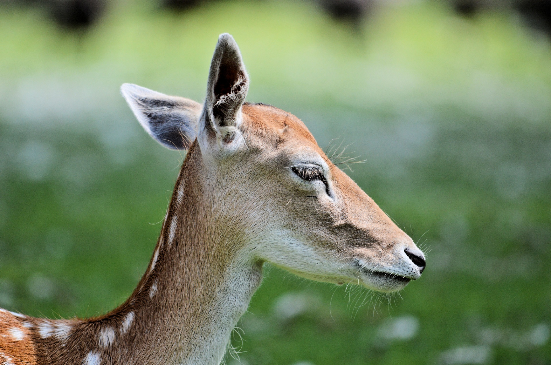 Deer marie. Олененок ресницы. Олененок с ресничками. Buck animal.