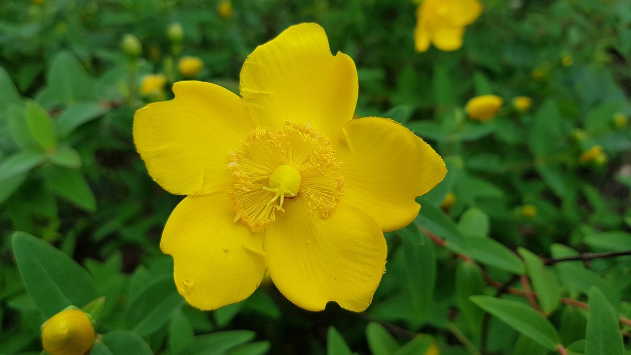 Hertshooi,  Gėlė,  Sodo Augalų,  Geltona,  Žydi,  Hypericum Calycinum, Nemokamos Nuotraukos,  Nemokama Licenzija