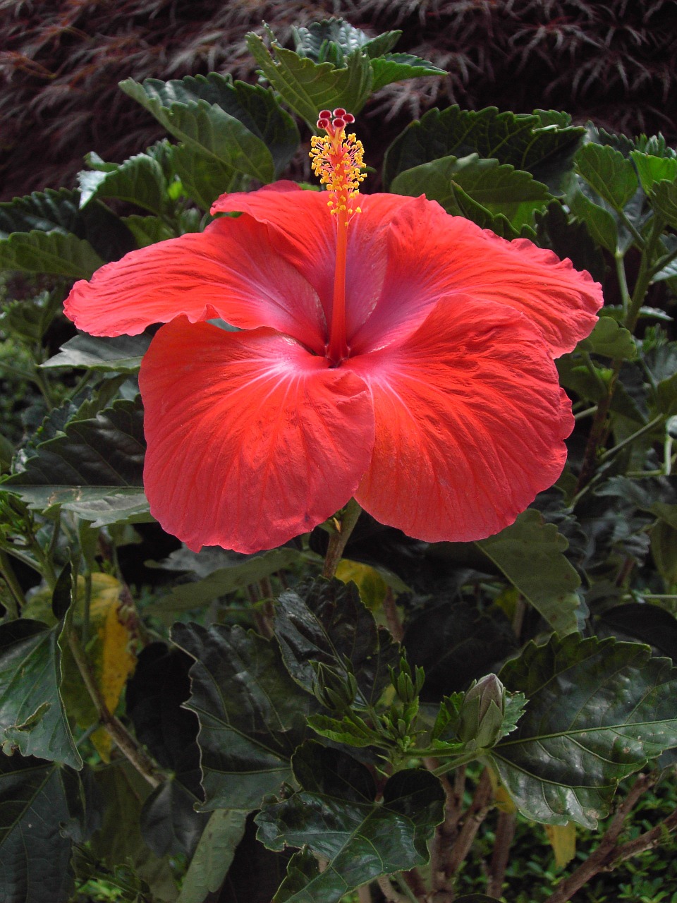 Hibiscus, Gėlė, Žiedas, Žydėti, Raudona, Uždaryti, Egzotiškas, Žydėti, Vasara, Gamta