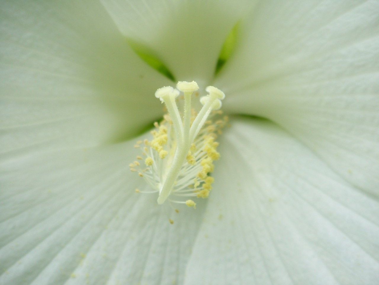 Balta,  Hibiscus,  Gėlė,  Vasara,  Hibiscus, Nemokamos Nuotraukos,  Nemokama Licenzija