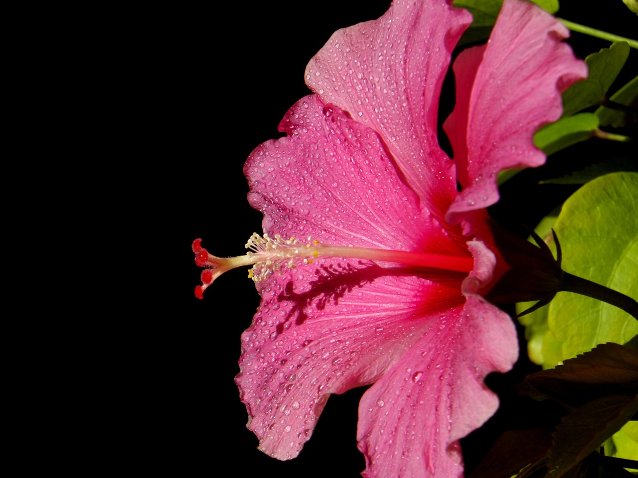 Hibiscus, Hawaiblomst, Rožinis, Gėlė, Rožinė Gėlė, Natūralus, Nemokamos Nuotraukos,  Nemokama Licenzija