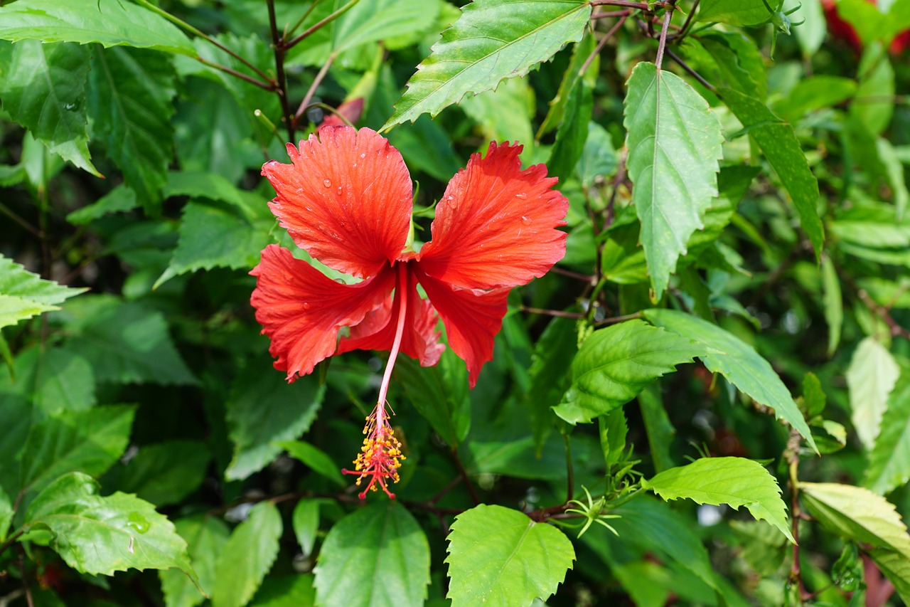 Hibiscus, Gėlė, Raudona, Pavasaris, Kvepalai, Aromatas, Kvepalai, Veikliosios Medžiagos, Kosmetika, Spa