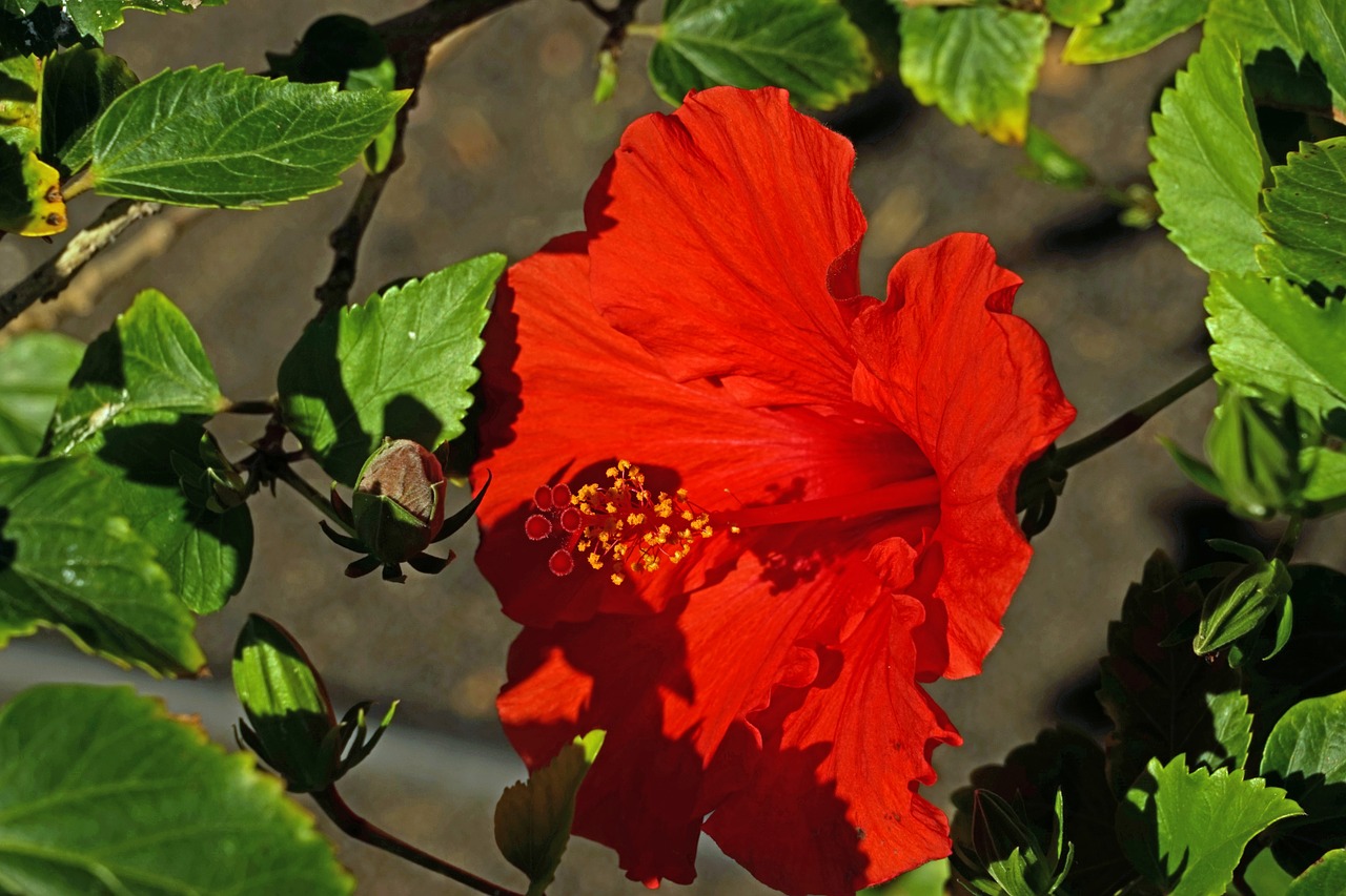 Hibiscus, Žiedas, Žydėti, Pistil, Uždaryti, Raudona, Gėlė, Mallow, Nemokamos Nuotraukos,  Nemokama Licenzija