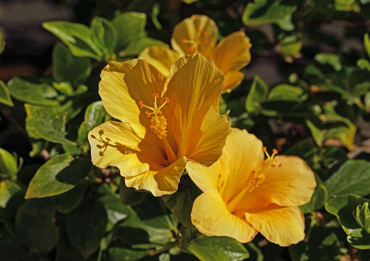 Hibiscus, Pistil, Hibiscus Gėlė, Mallow, Uždaryti, Geltona, Malvaceae, Nemokamos Nuotraukos,  Nemokama Licenzija