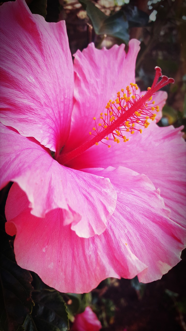 Hibiscus, Gėlė, Rožinis, Žydėti, Augalas, Gėlių, Egzotiškas, Šviesus, Gamta, Žiedlapis