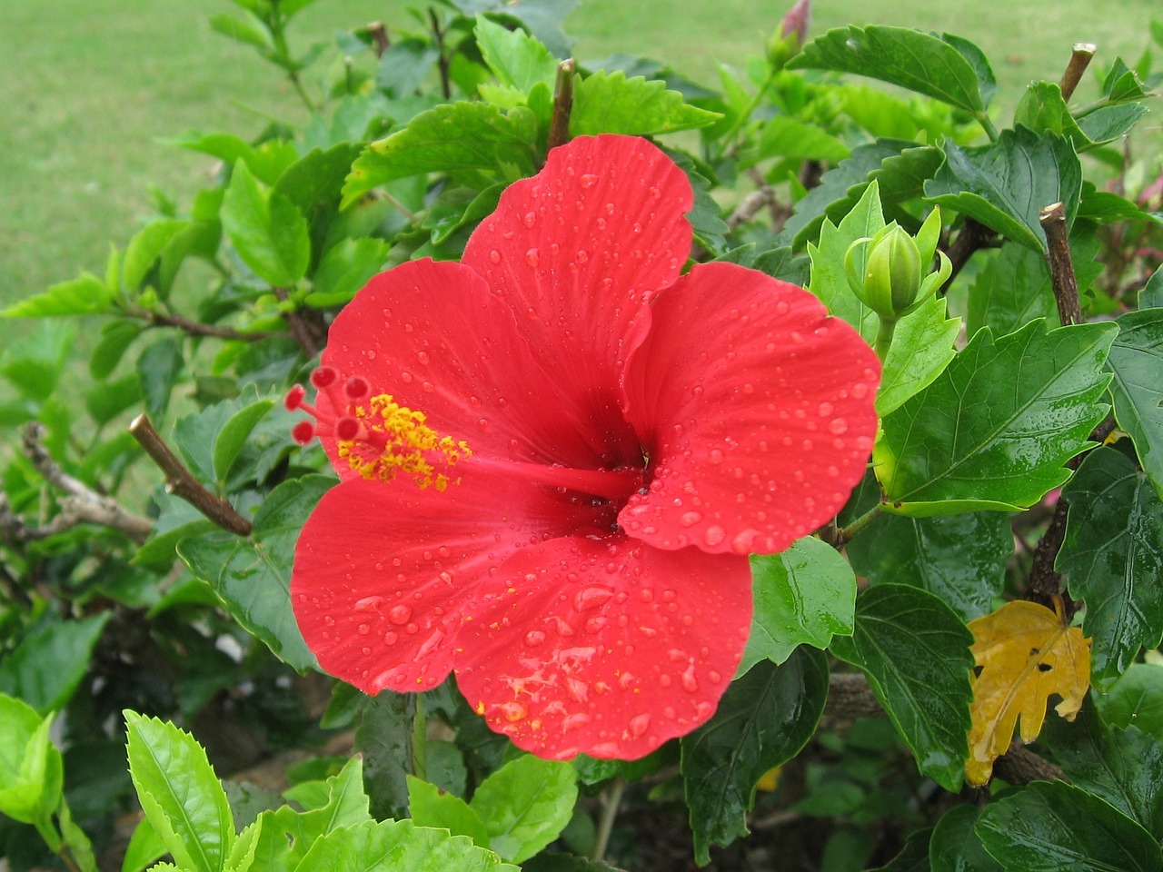 Hibiscus, Ishigaki Sala, Atokios Salos, Raudona, Gėlės, Žalias, Didelis, Okinawa, Japonija, Pietų Sala
