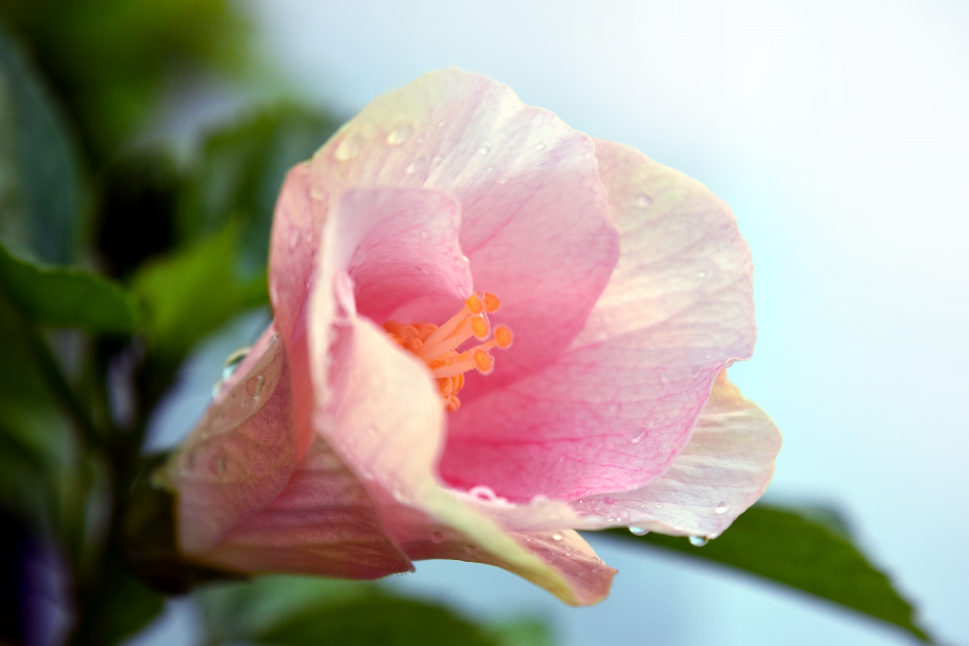 Hibiscus,  Gėlė,  Gamta,  Žiedlapiai,  Rožinis,  Makro,  Hibiscus 13, Nemokamos Nuotraukos,  Nemokama Licenzija