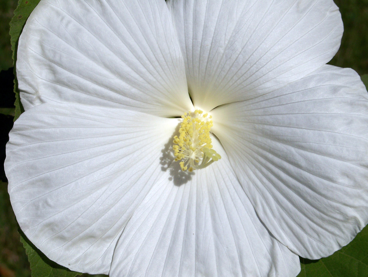 Hibiscus,  Balta,  Gėlė,  Hibiscus, Nemokamos Nuotraukos,  Nemokama Licenzija