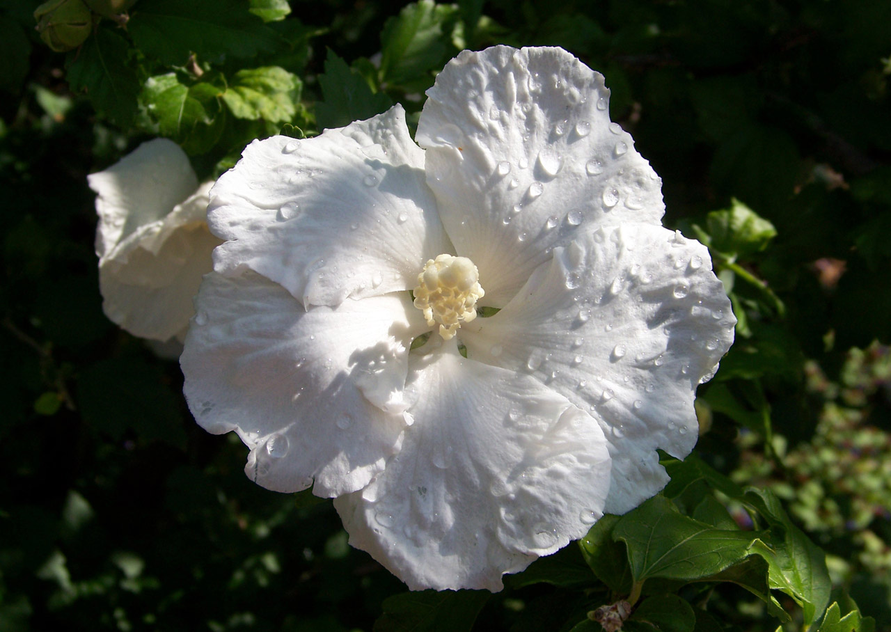 Hibiscus,  Balta,  Gėlė,  Lietus,  Lietaus Lašai,  Hibiscus, Nemokamos Nuotraukos,  Nemokama Licenzija