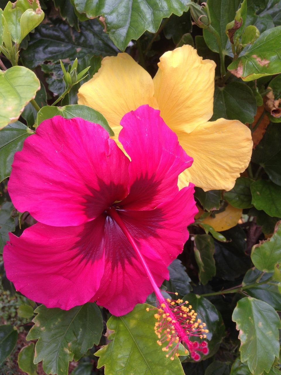 Hibiscus, Gėlės, Okinawa, Nemokamos Nuotraukos,  Nemokama Licenzija