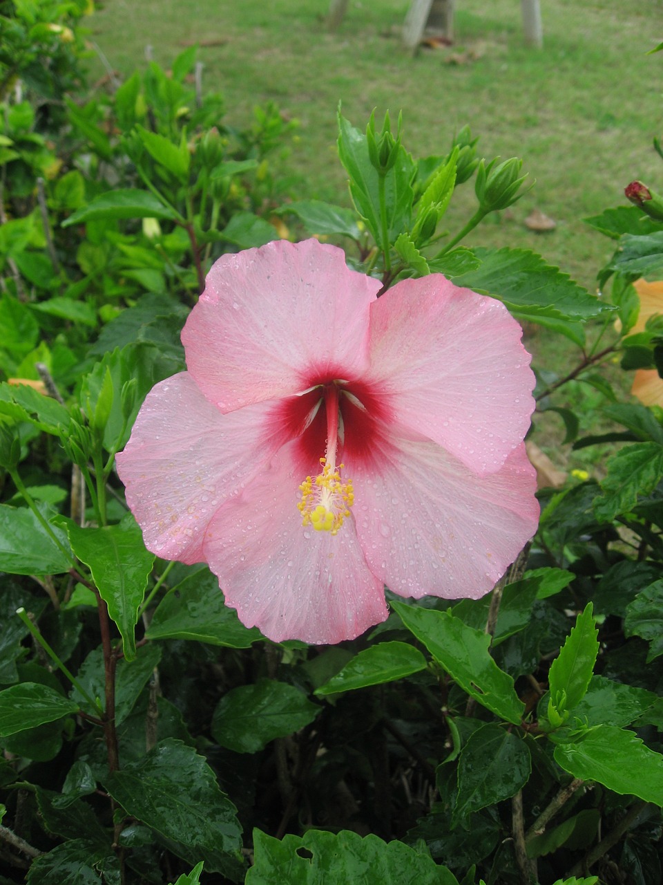 Hibiscus, Ishigaki Sala, Atokios Salos, Rožinis, Gėlės, Žalias, Didelis, Asahi, Šviečia, Okinawa