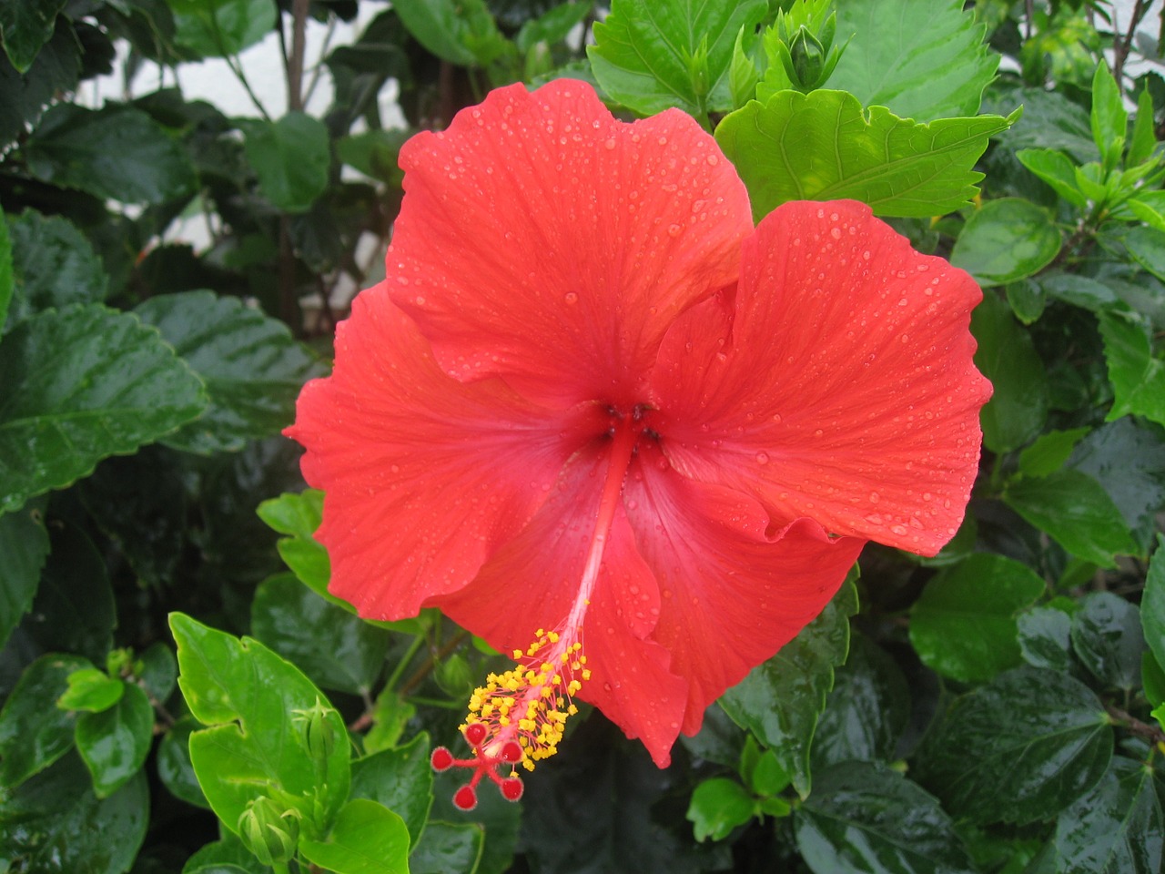 Hibiscus, Lašas Vandens, Lietus, Skambinti, Ishigaki Sala, Atokios Salos, Raudona, Gėlės, Žalias, Didelis