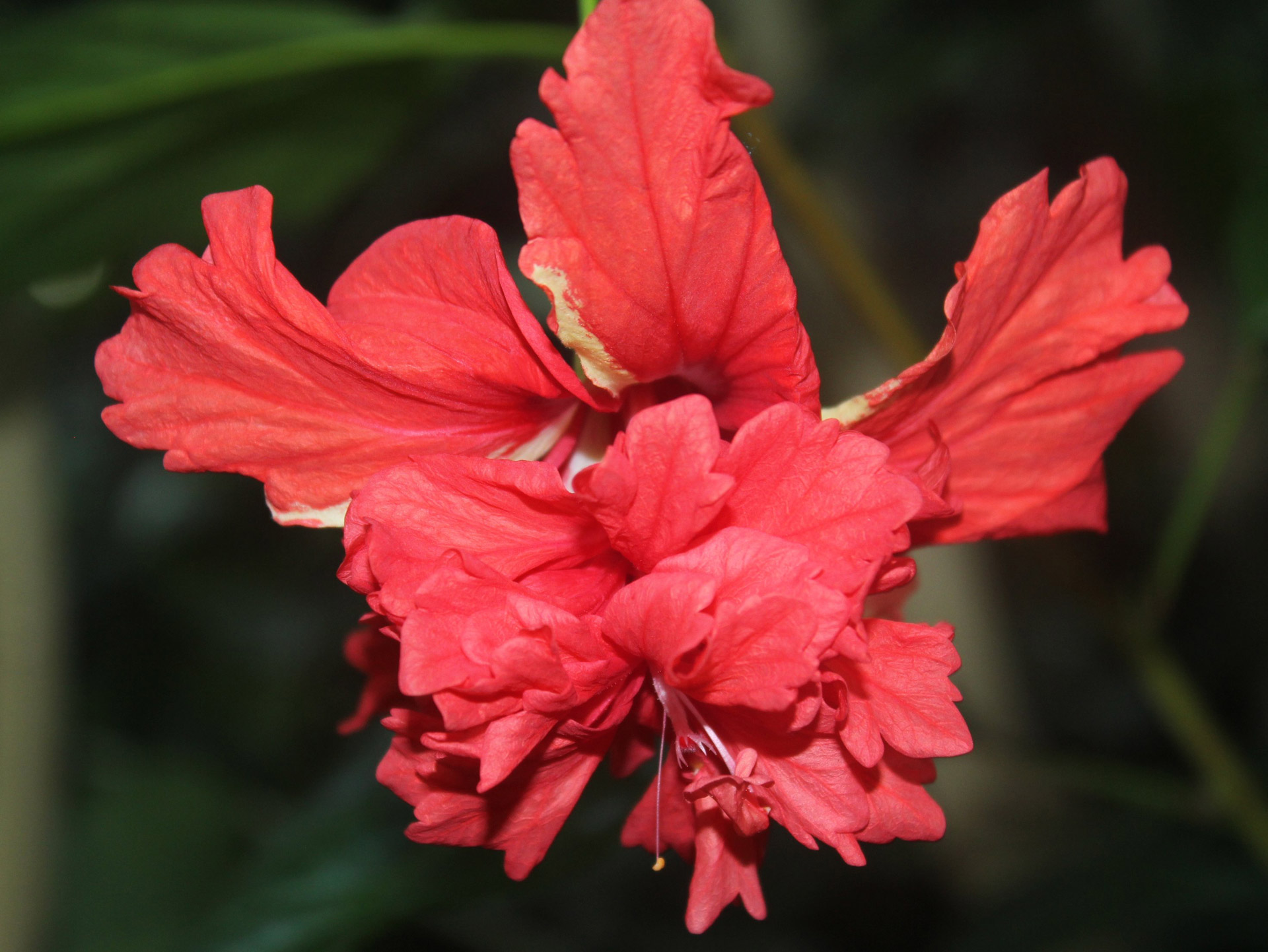 Gėlė,  Raudona,  Gamta,  Hibiscus,  Hibiscus, Nemokamos Nuotraukos,  Nemokama Licenzija