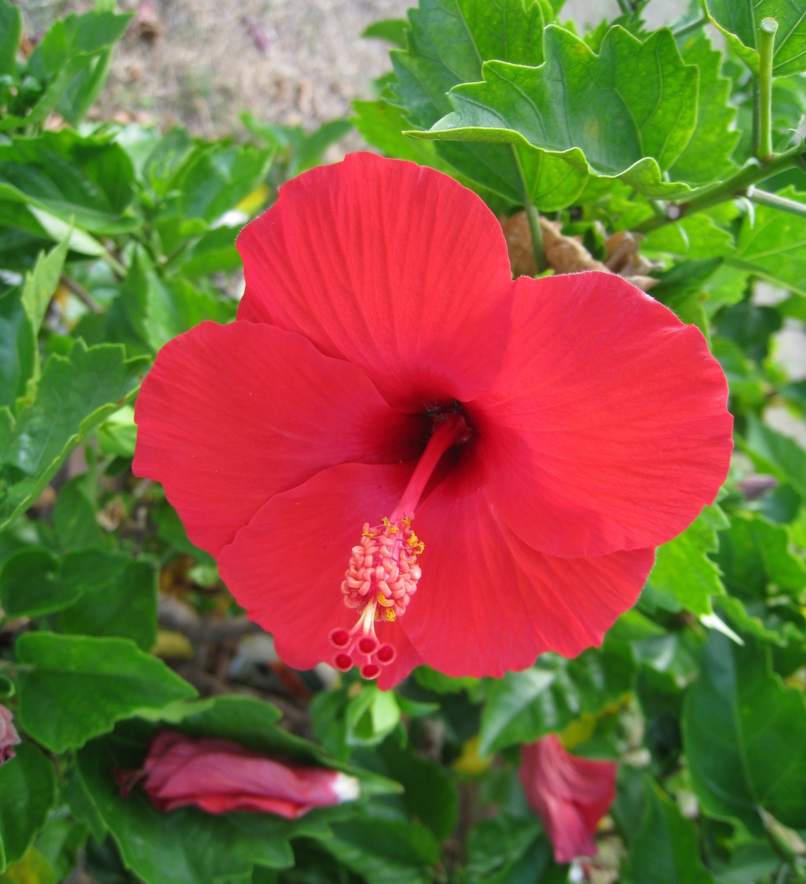 Hibiscus, Ishigaki Sala, Atokios Salos, Raudona, Gėlės, Žalias, Didelis, Asahi, Šviečia, Okinawa