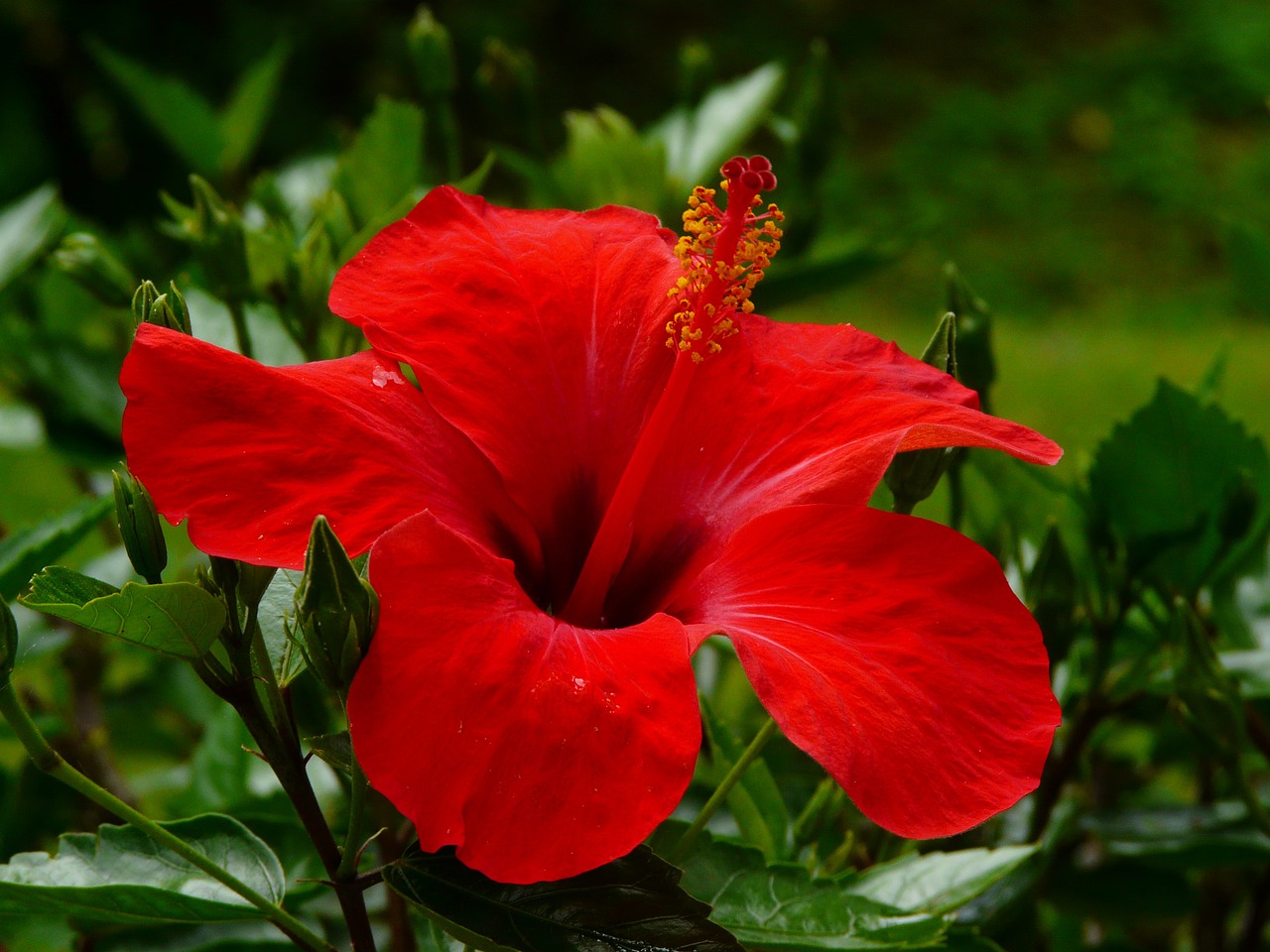 Hibiscus, Žiedas, Žydėti, Gėlė, Raudona, Gamta, Augalas, Nemokamos Nuotraukos,  Nemokama Licenzija