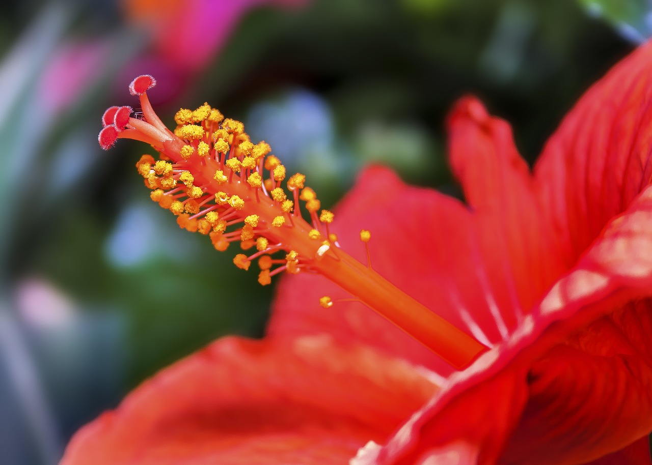 Hibiscus, Žiedas, Žydėti, Vasara, Gėlė, Mallow, Augalas, Raudona, Rožinis, Maljorka