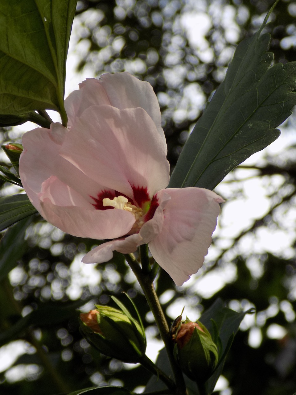 Hibiscus, Mallow, Rožinis, Gėlė, Nemokamos Nuotraukos,  Nemokama Licenzija