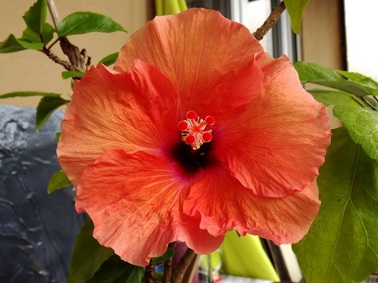 Hibiscus, Gėlė, Raudona, Uždaryti, Žiedas, Žydėti, Nemokamos Nuotraukos,  Nemokama Licenzija