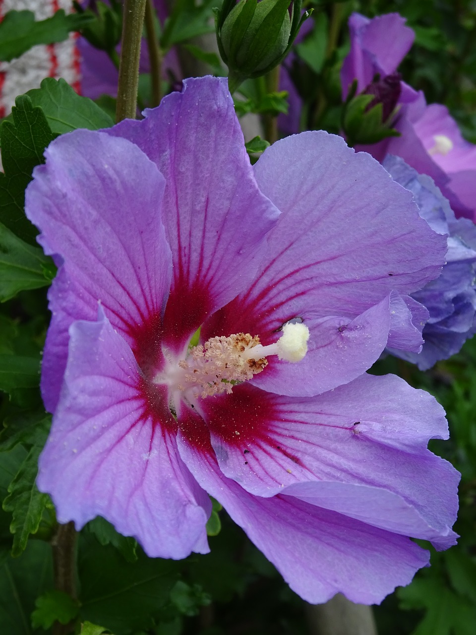 Hibiscus, Žiedas, Žydėti, Violetinė, Vasara, Sodas, Apsidraudimas, Nemokamos Nuotraukos,  Nemokama Licenzija